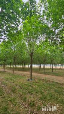 高度600厘米小叶白蜡