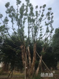 100公分多杆香樟