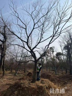 20公分朴树20公分