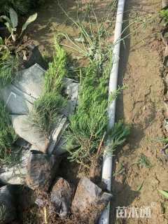 高度40厘米龙柏
