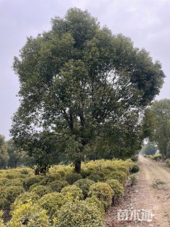 30公分香樟