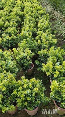 高度30厘米米兰球