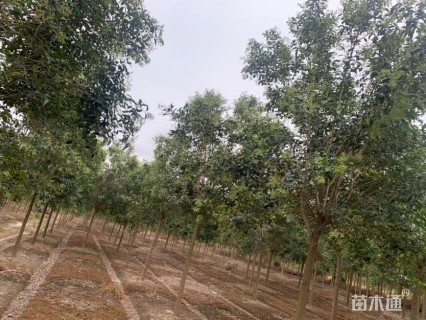 7公分大叶女贞