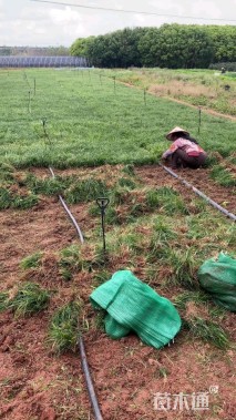 高度15厘米麦冬