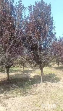 6公分紫叶李