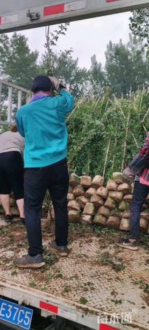 160厘米藤本月季