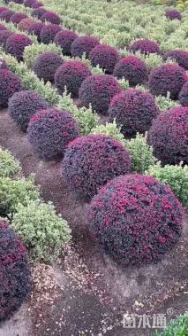 冠幅150厘米红花继木球