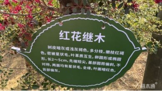 高度180厘米红花继木