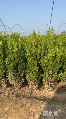 高度40厘米小叶黄杨