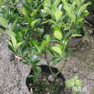 高度30厘米大叶黄杨