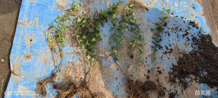 80厘米小叶扶芳藤