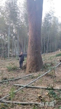 110公分香樟