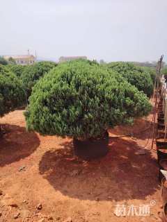 高度200厘米花柏
