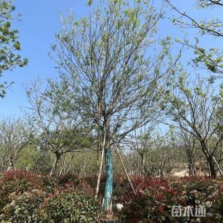20公分朴树