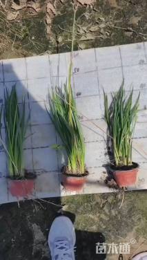 高度30厘米紫娇花