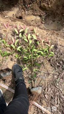 高度40厘米红叶石楠小苗
