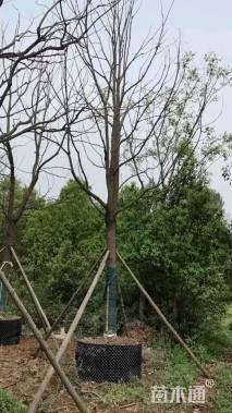 20公分香樟