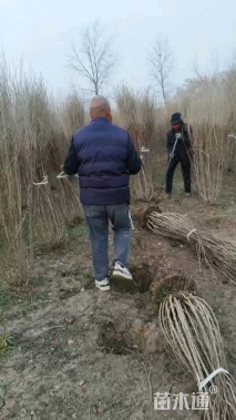 高度250厘米丛生木槿