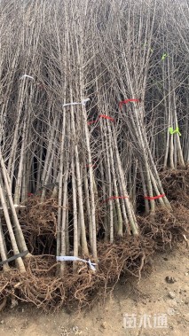 高度350厘米银杏小苗