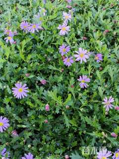 高度10厘米姬小菊
