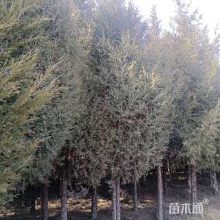 高度4000厘米侧柏