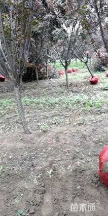 10公分紫叶李