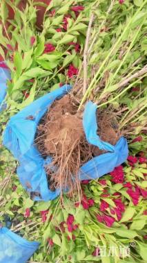 高度80厘米红王子锦带