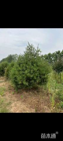 高度200厘米白皮松