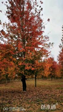 16公分北美红枫