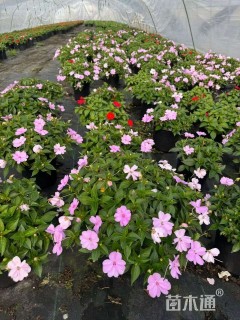 高度20厘米超级凤仙花