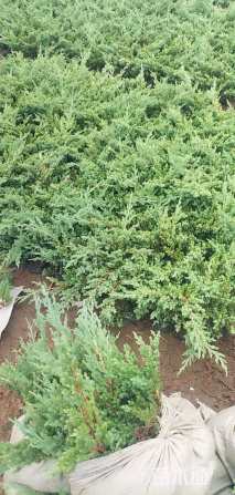 高度20厘米铺地柏