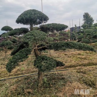 移栽苗造型罗汉松