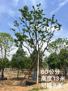 60公分乌桕