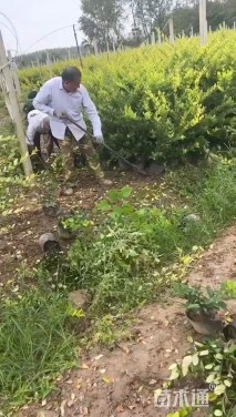 高度50厘米金森女贞