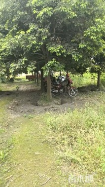 18公分天竺桂