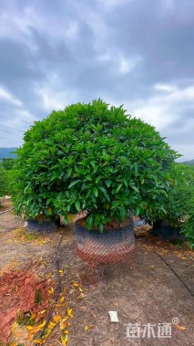 高度130厘米非洲茉莉