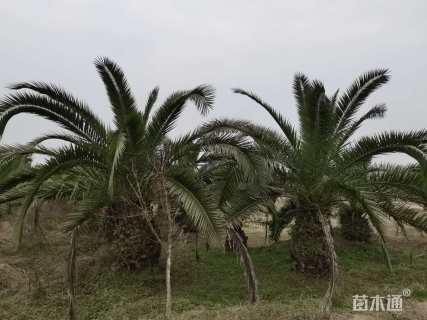 裸干高100厘米加拿利海枣