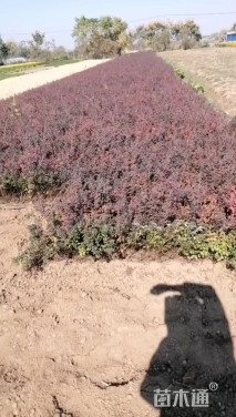 高度50厘米红叶小檗