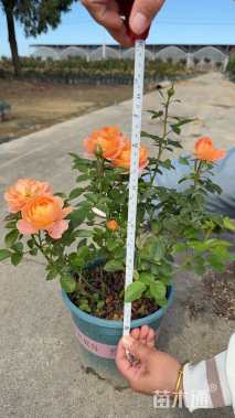 高度30厘米月季