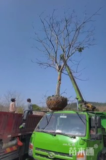 22公分栾树