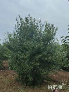 高度500厘米丛生元宝枫