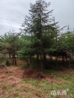 10公分北美红杉