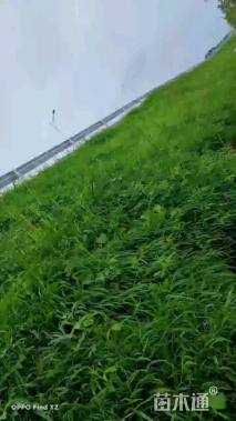 草籽
