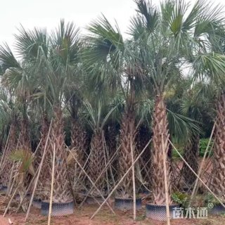 裸干高100厘米小箬棕