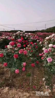 高度50厘米亮叶月季