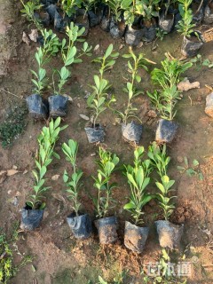 高度20厘米海桐