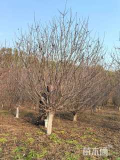 15公分北美海棠