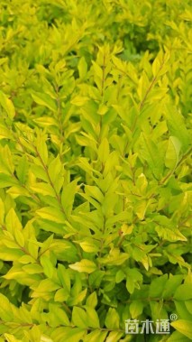 高度50厘米金叶水蜡