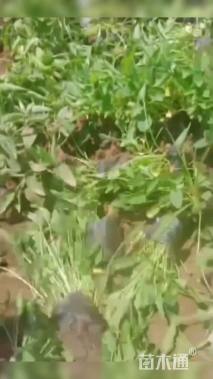 高度20厘米紫花地丁