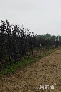 5公分紫叶李